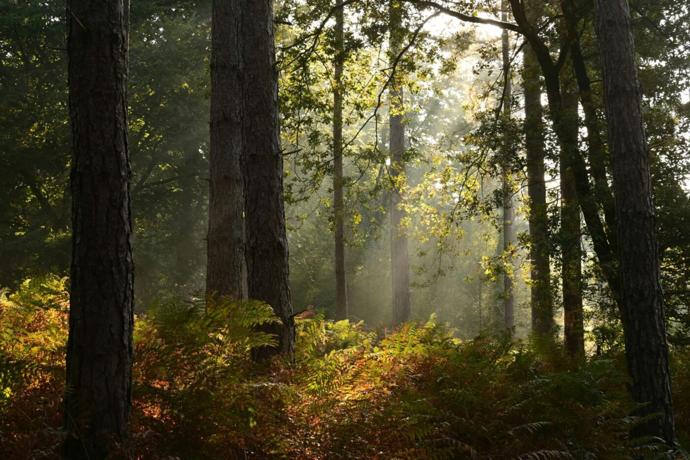 Sustainability is not an option - it's the future.